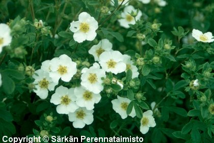 Dasiphora fruticosa'Sandved'